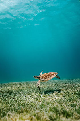 david-courbit-9XzyEzPAHMI-unsplash-turtle.jpg