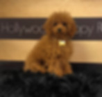 Hugo (Sire).JPEG