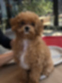 Red Maltipoos