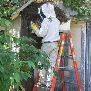 McComBees Apiaries Bee Removal