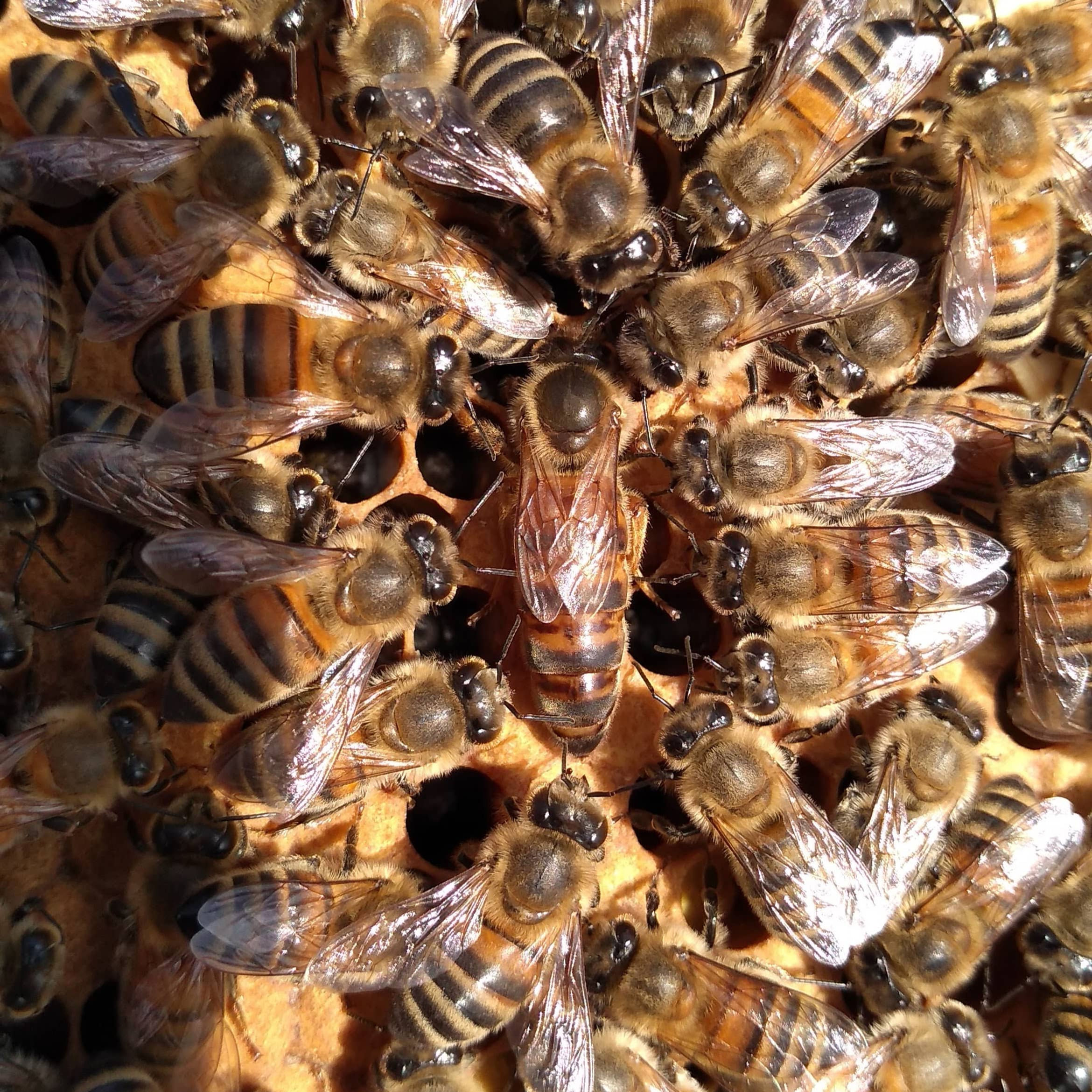 McComBees Apiaries Mated Queen