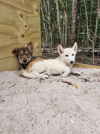 Mid content wolf dogs