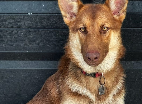 Ember - King Shepherd