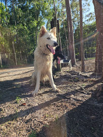 Lobo
