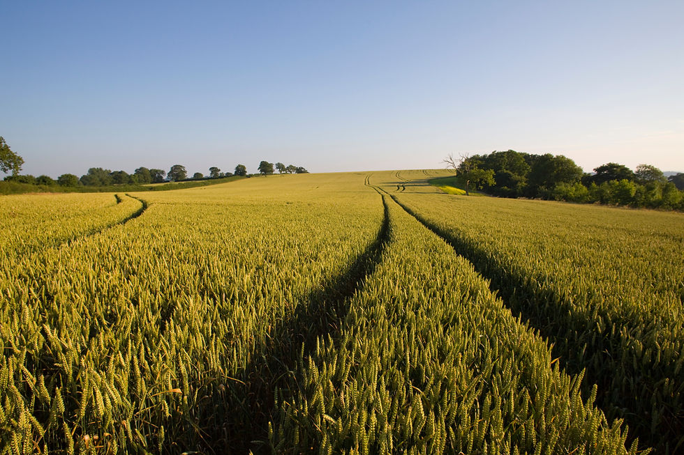 vehicle-tracks-through-farm-field-of-ripening-whea-2026-03-26-03-45-14-utc.jpg