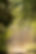 trees-6556336_1280.jpg