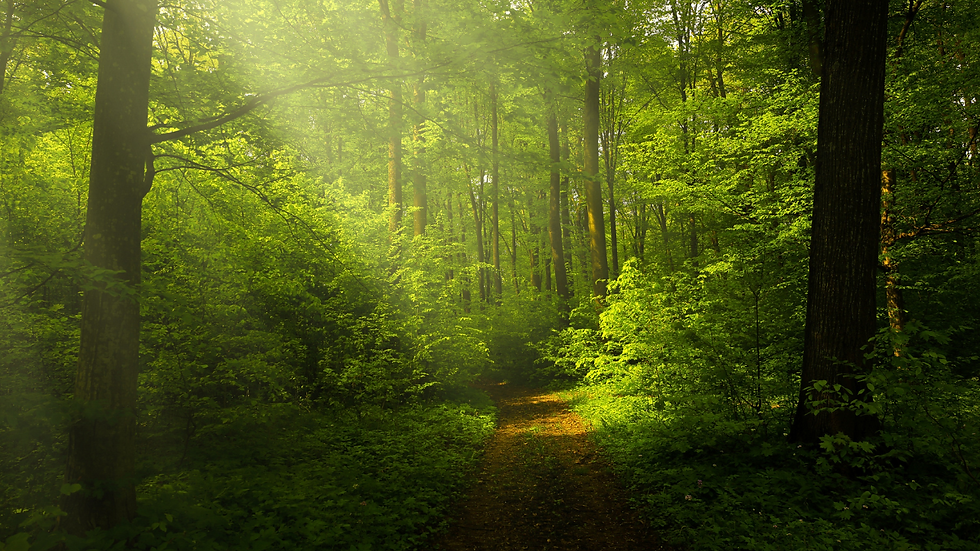 Exploring the Power of Nature for Presence and Healing