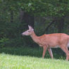 Local wildlife - a white-tailed deer