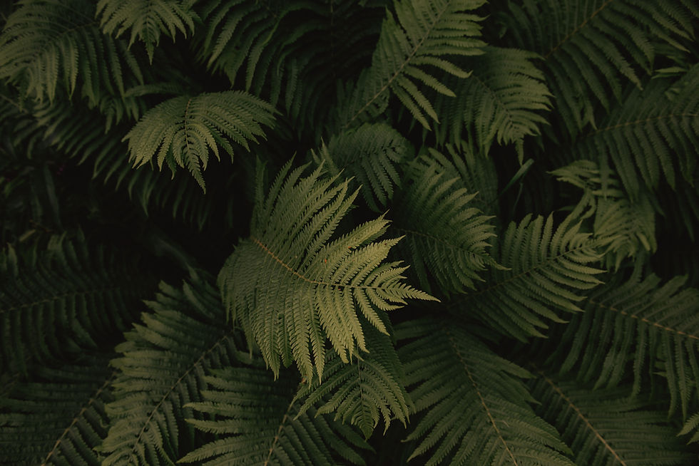 Lush Green Ferns_edited.jpg