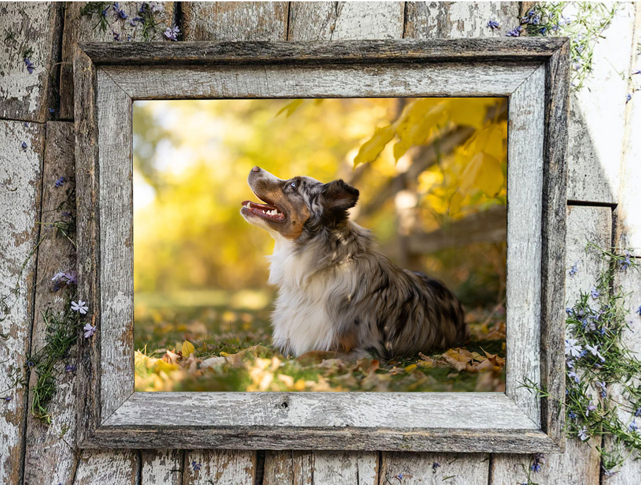 Australian shepherd dog in fall park smiling and looking up