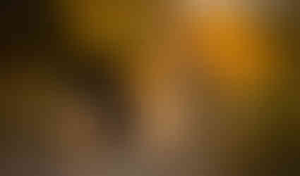 German shepherd dog standing water with smile in forest with autumn leaves in the background