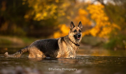 German shepherd dog standing water with smile in forest with autumn leaves in the background