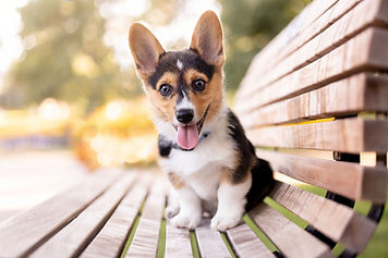 corgi puppy without leash on bench at csu gardens in fort collins colorado