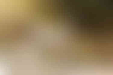 black and white dog standing in a river with light shining through