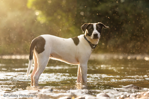 black and white dog standing in a river with light shining through