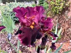 Autumn Wine - Rebloomer