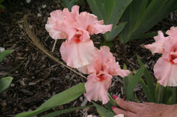 Lenora Pearl - Rebloomer