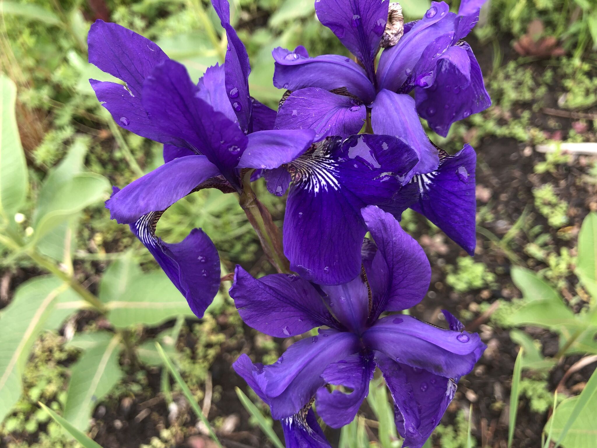 Ruffled Velvet