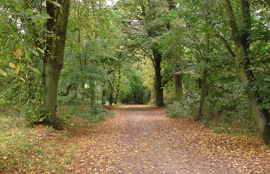 Hampstead Heath.JPG