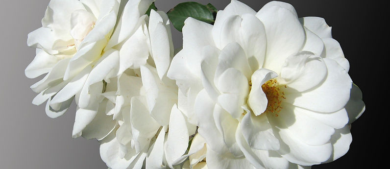 flowers-97681_1920.jpg