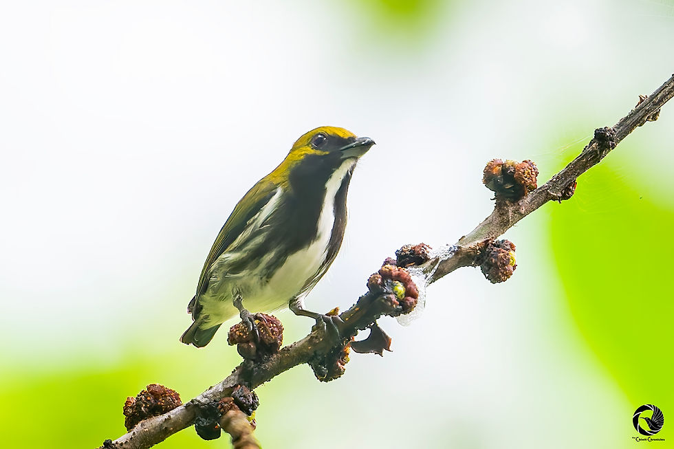 Olive-backed Flowerpecker