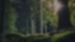 waldzeit coaching personalskilltree hintergrund.jpg