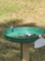 A round and shallow, green plastic tray being used as a tracking station. Inside are rocks and sugar water lure. Around and inside of the tracking station are honey bees, common wasps and paper wasps.