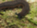A black ngāokeoke, or velvet worm, with brown spots, crawling along lichen