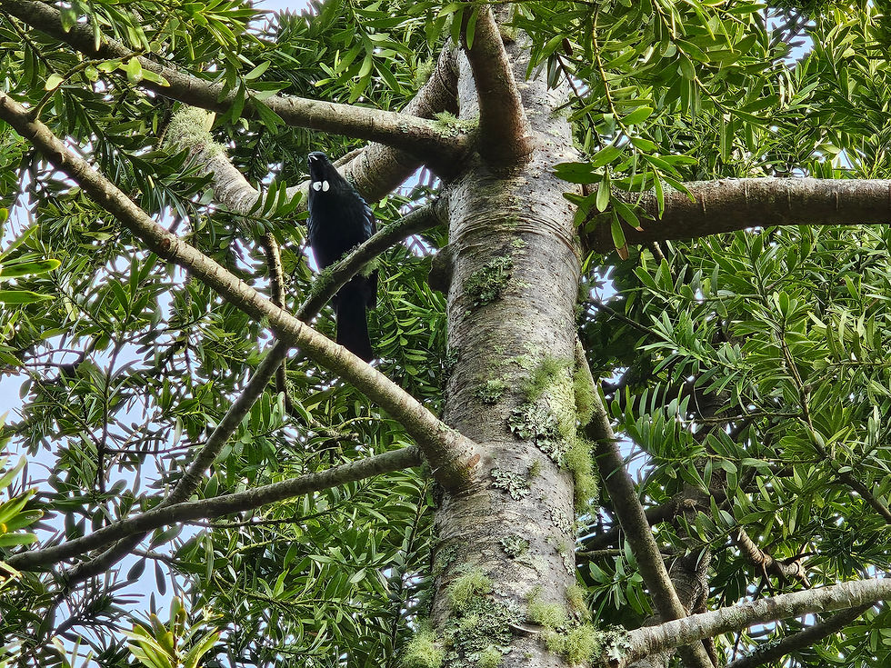 A tūī perched in a kauri tree in Kim's garden.