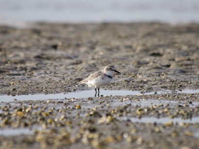 A wrybill on the beach