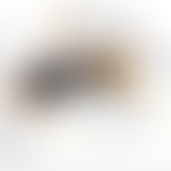 Yellow-legged Hornets in Kaipātiki