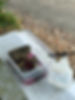 tracking station set up by MPI featuring a rectangular plastic container with a pink liquid lure and large rocks inside.