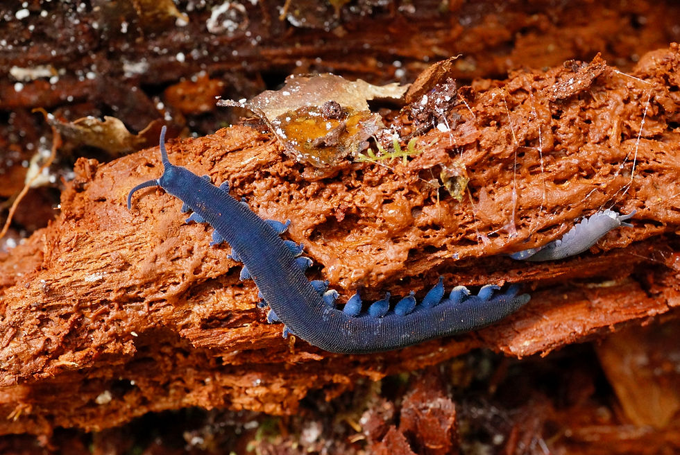 Image of a ngāokeoke, velvet worm