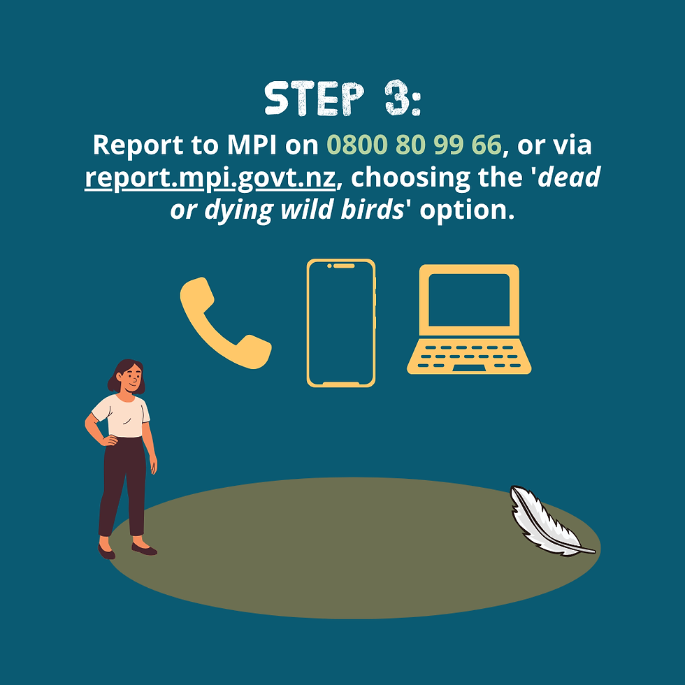 An image with a dark blue background describing the third step to reporting bird flu. The image features a phone and a laptop. The text reads: Report to MPI on 0800 80 99 66, or via report.mpi.govt.nz, choosing the dead or dying wild birds option.