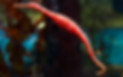 Sea Dragon