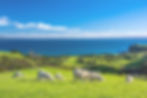 New Zealand Pristine environment
