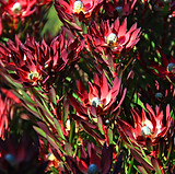 IMG_7008_Leucadendron_edited.jpg