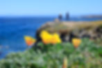 _MG_5857_bluff poppies people_spring.jpg