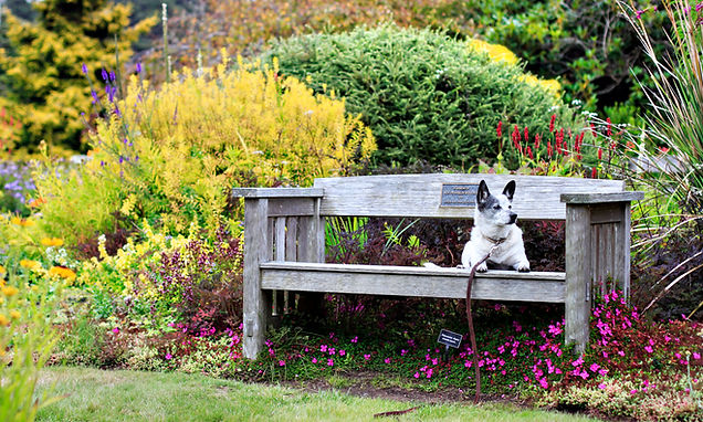 Dog on bench__MG_1176_Roxanne Golnar, MCBG.jpg