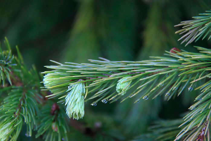 _MG_7658_Picea smithiana_Morinda Spruce.JPG