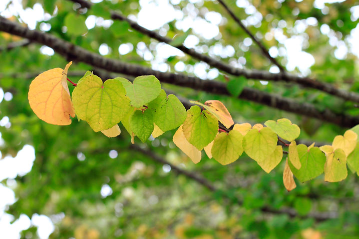 _MG_4533_Cercidiphyllum japonicum_Katsura.jpg