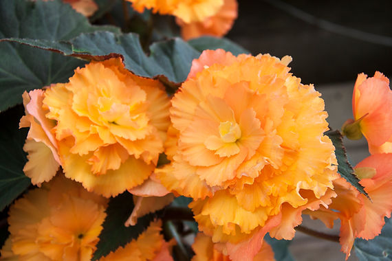 _MG_9498_begonias_orange.jpg