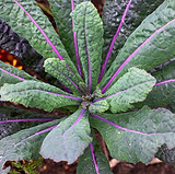 _MG_8619_lacinato kale_edited.jpg