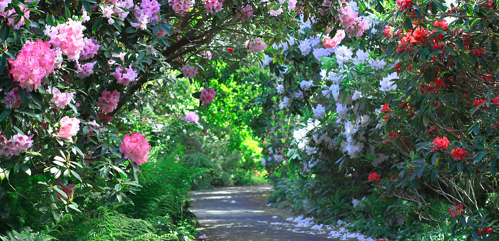 _MG_6077_North Trail_Rhododendrons_sm.jpg