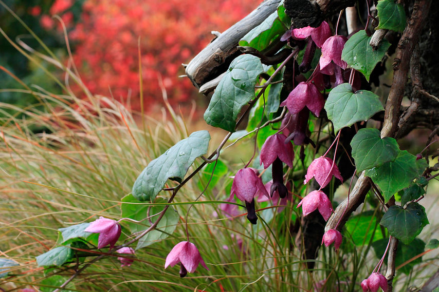_MG_3237_woodland garden_sm.jpg