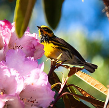 _MG_0466_Townsend's Warbler_Rhodo 'Pink Delight'_MCBG.jpg