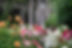 _MG_3253_Dahlia Garden-summer_Roxanne Perkins.jpg