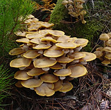 Armillariella mellea DSC03681.JPG