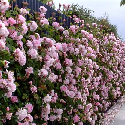 Our List of Plants That Make Fencing Lush And Attractive
