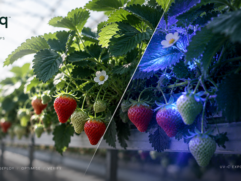 A robot’s spec sheet and a crop’s actual UV-C exposure are not the same thing